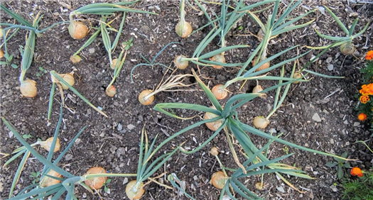 A Group of 2026 Category 1 Potato Onions
