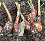 Potato Onion BaseGroup 20231028 4