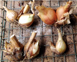 Potato Onion BaseGroup 20241113 1
