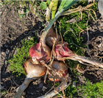 Potato Onion Co25_20260731_1