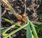 Potato Onion Co26_20260731_1