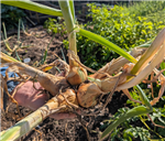 otato Onion Co26_20260731_4