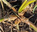 Potato Onion Co26_20260731_7