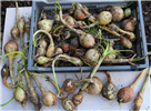 Onion Harvest 2024 1