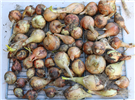 Onion Harvest 2024 2