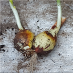Potato Onion 202310 2BulbA