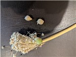 Potato Onion Seed Head with Bubils